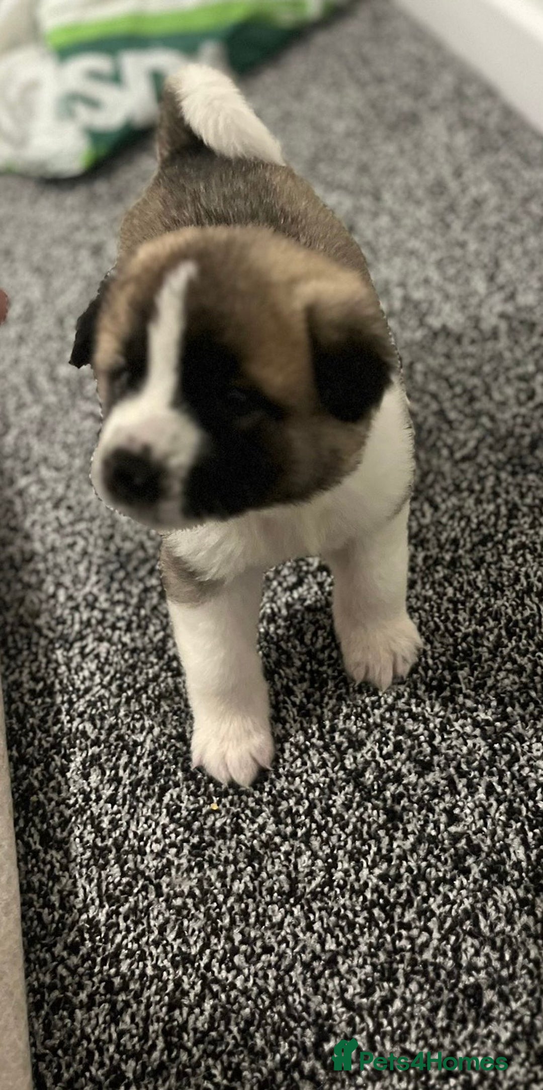 Akita dogs for sale: Akita puppies  - Advert 10