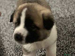 Akita dogs Akita puppies - Advert 2