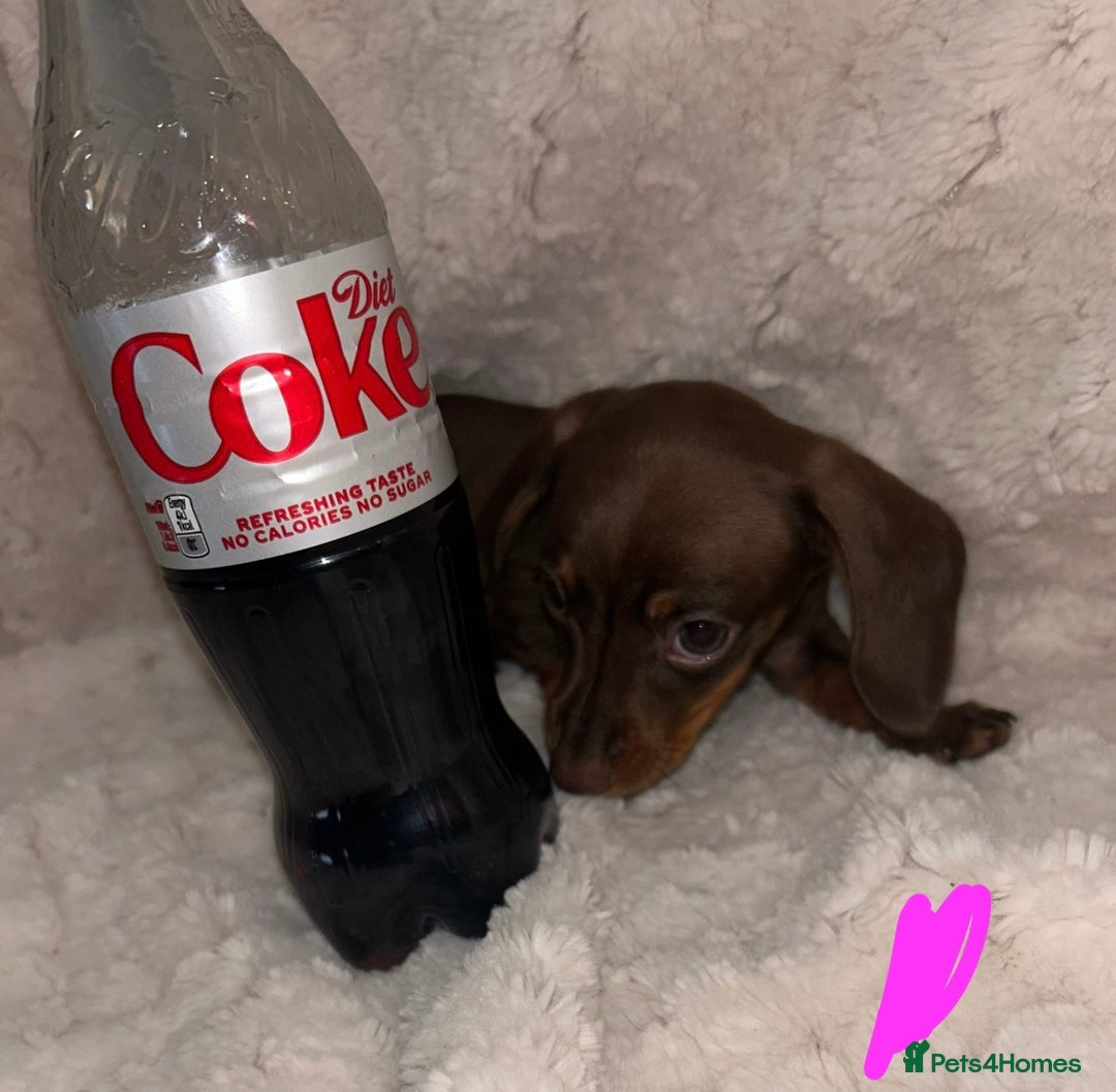 Miniature Dachshund dogs for sale:  ⭐️🐶Tiny tiny miniature dachshunds🐶⭐️ - Image 11