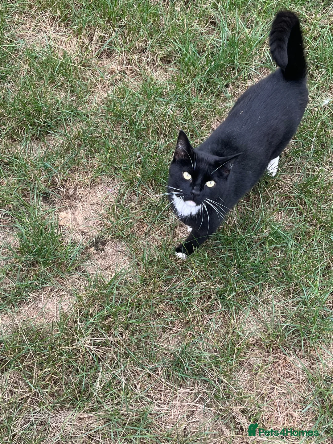 Mixed Breed cats for sale: Brother and sister looking for forever home  - Advert 1