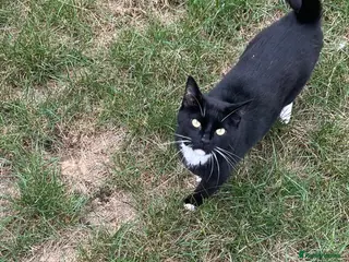 Mixed Breed cats Brother and sister looking for forever home - Advert 10