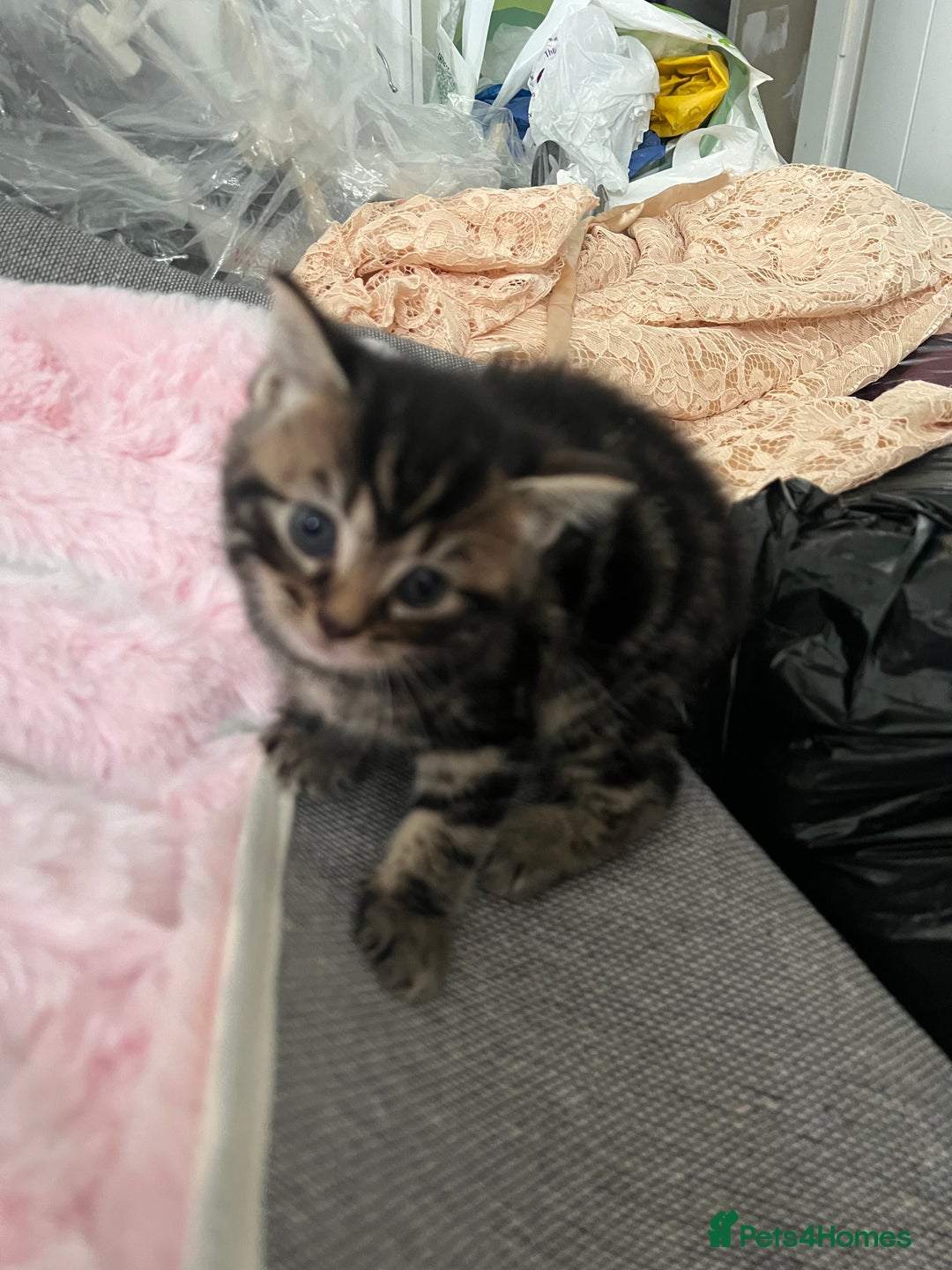 Mixed Breed cats for sale: Taby kitten available now or on  **   - Advert 17