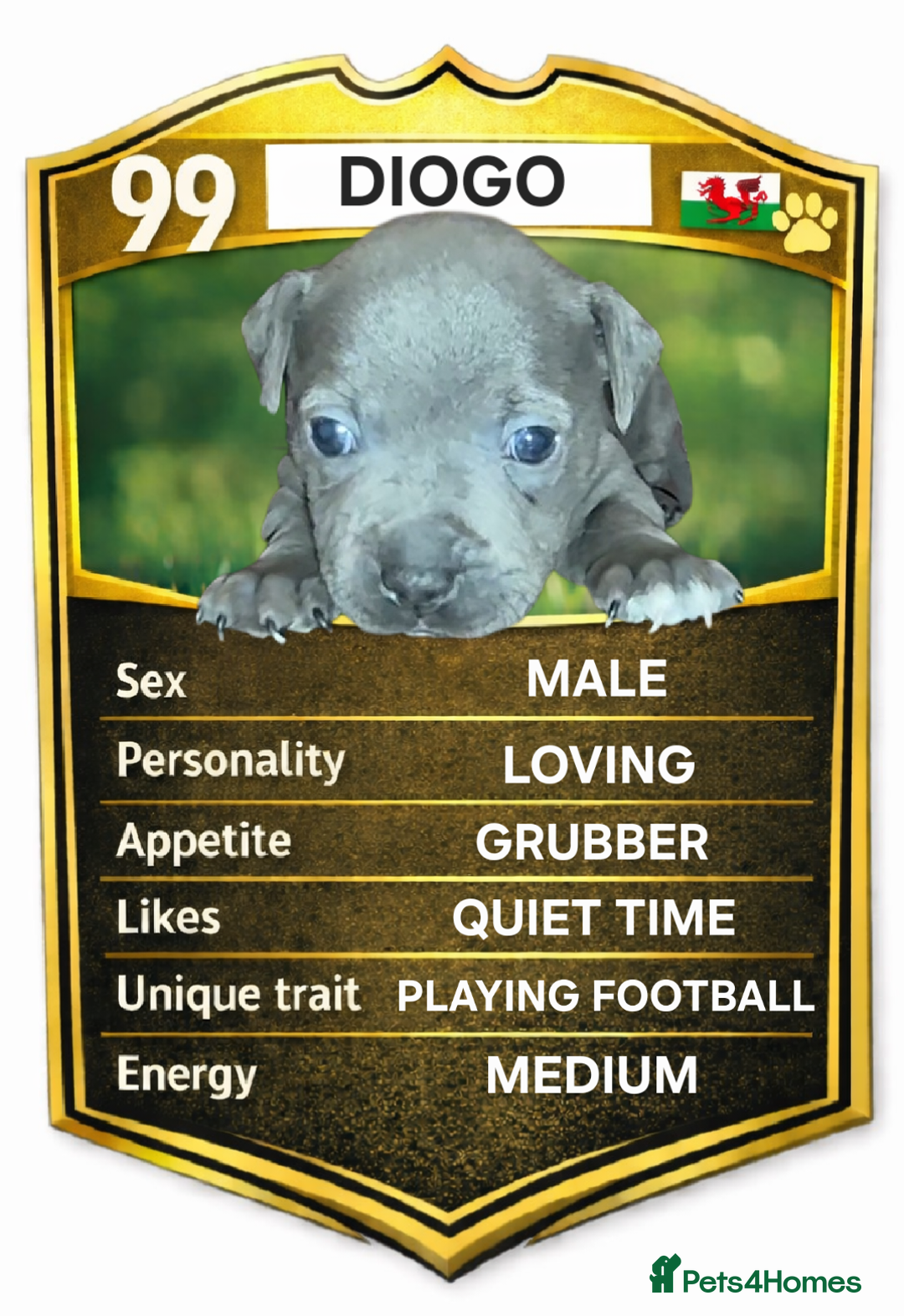 Staffordshire Bull Terrier dogs for sale: Exceptional Staffy Bull Terriers– Valglo Bloodline - Advert 3