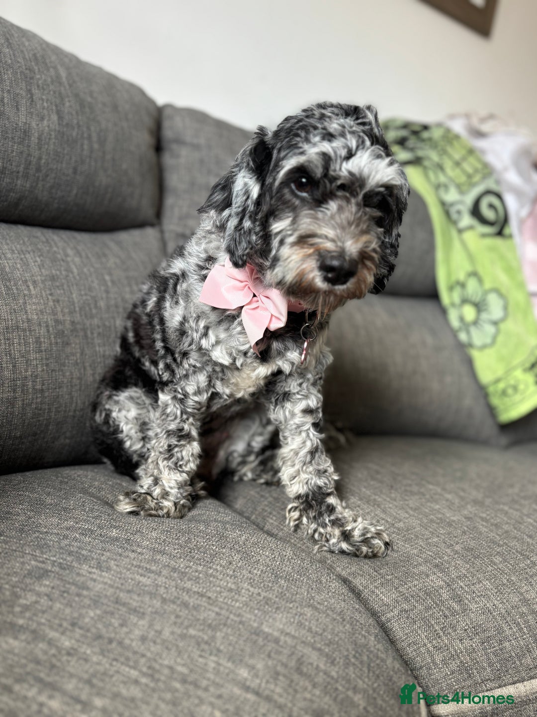 Mixed Breed dogs for sale: Cockapoo cross cavapoo pups  - Image 2