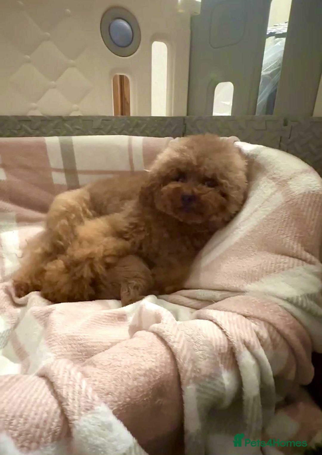 Toy Poodle dogs for sale: ASIAN TOY POODLE PUPPIES - Image 16