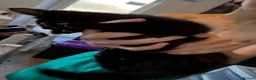 Mixed Breed cats for sale: 4 beautiful kittens ready to go now! - Advert 7