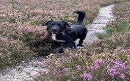Mixed Breed dogs for adoption: Barney - Norwich norfolk  - Image 7