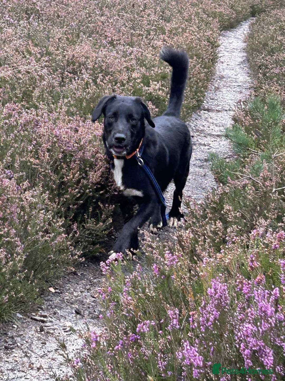 Mixed Breed dogs for adoption: Barney - Norwich norfolk  - Image 7