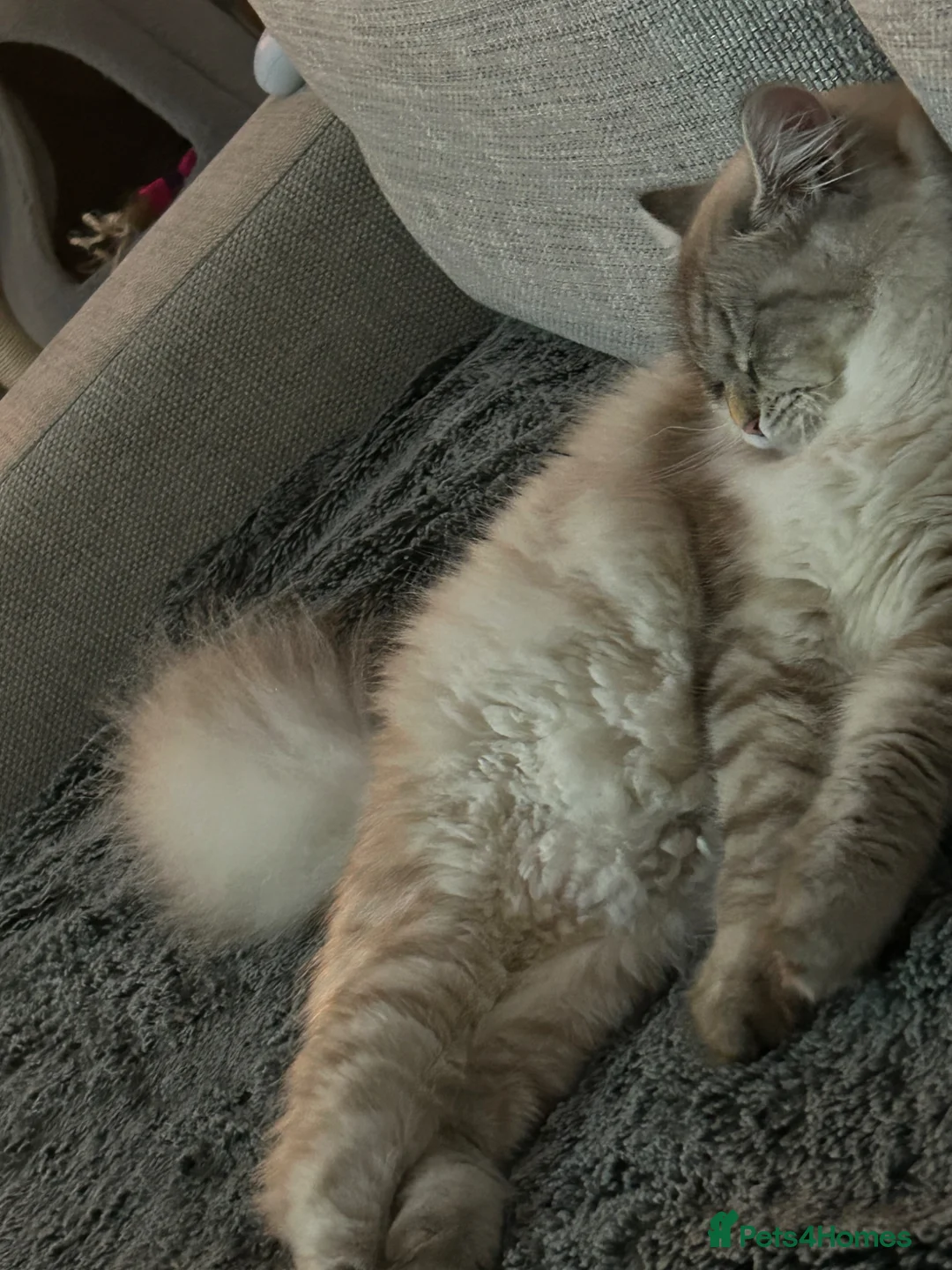 Siberian cats for sale: Siberian Male studd beautiful boy  - Advert 7