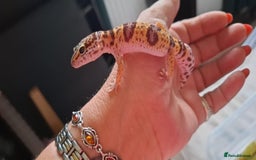 Gecko reptiles for sale: Leopard gecko babies - Image 3