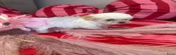 Maltipoo dogs for sale: Last girl available apricot Maltipoo (Asian) small - Advert 6