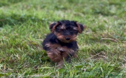 Welsh Terrier dogs for sale: WELSH TERRIER BOY PUPPY - Image 5