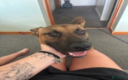Mixed Breed dogs for sale: Belgium Malinios *DOG HANDLER ONLY* - Image 6