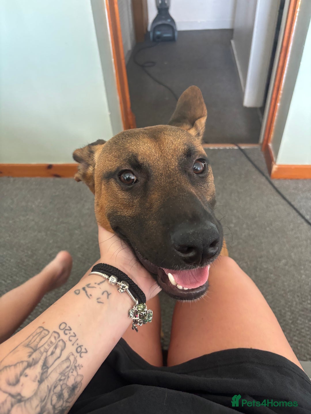 Mixed Breed dogs for sale: Belgium Malinios *DOG HANDLER ONLY* - Image 6