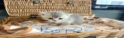 British Shorthair cats for sale: Cuteness Overload Alert! British Shorthair Kittens in Kettering - Advert 5