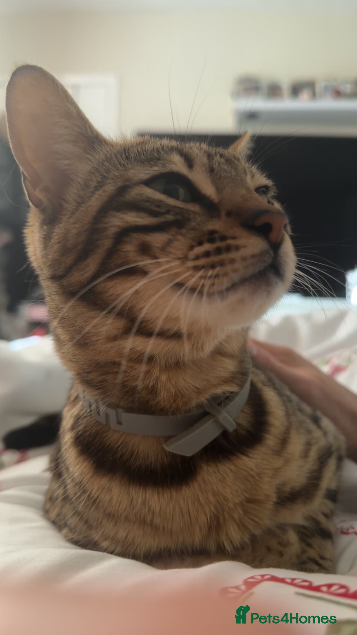 Bengal cats Bengal x kitten - Advert 1