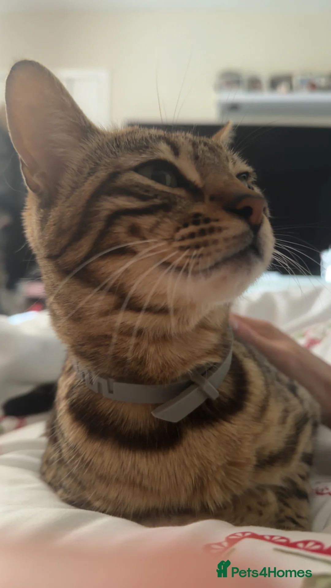 Bengal cats for sale: Bengal x kitten - Advert 1