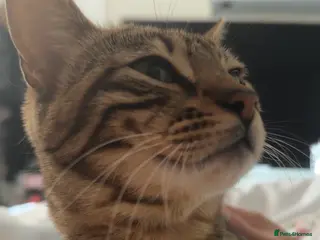 Bengal cats Bengal x kitten - Advert 1