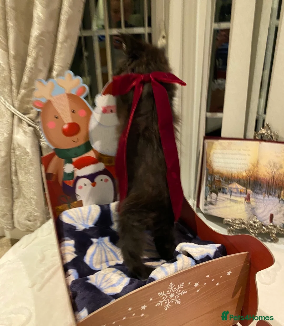 Maine Coon cats for sale: Champion line maine coon girls - Advert 16