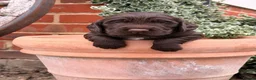 Cocker Spaniel dogs for sale: Cocker spaniel puppies  - Advert 10