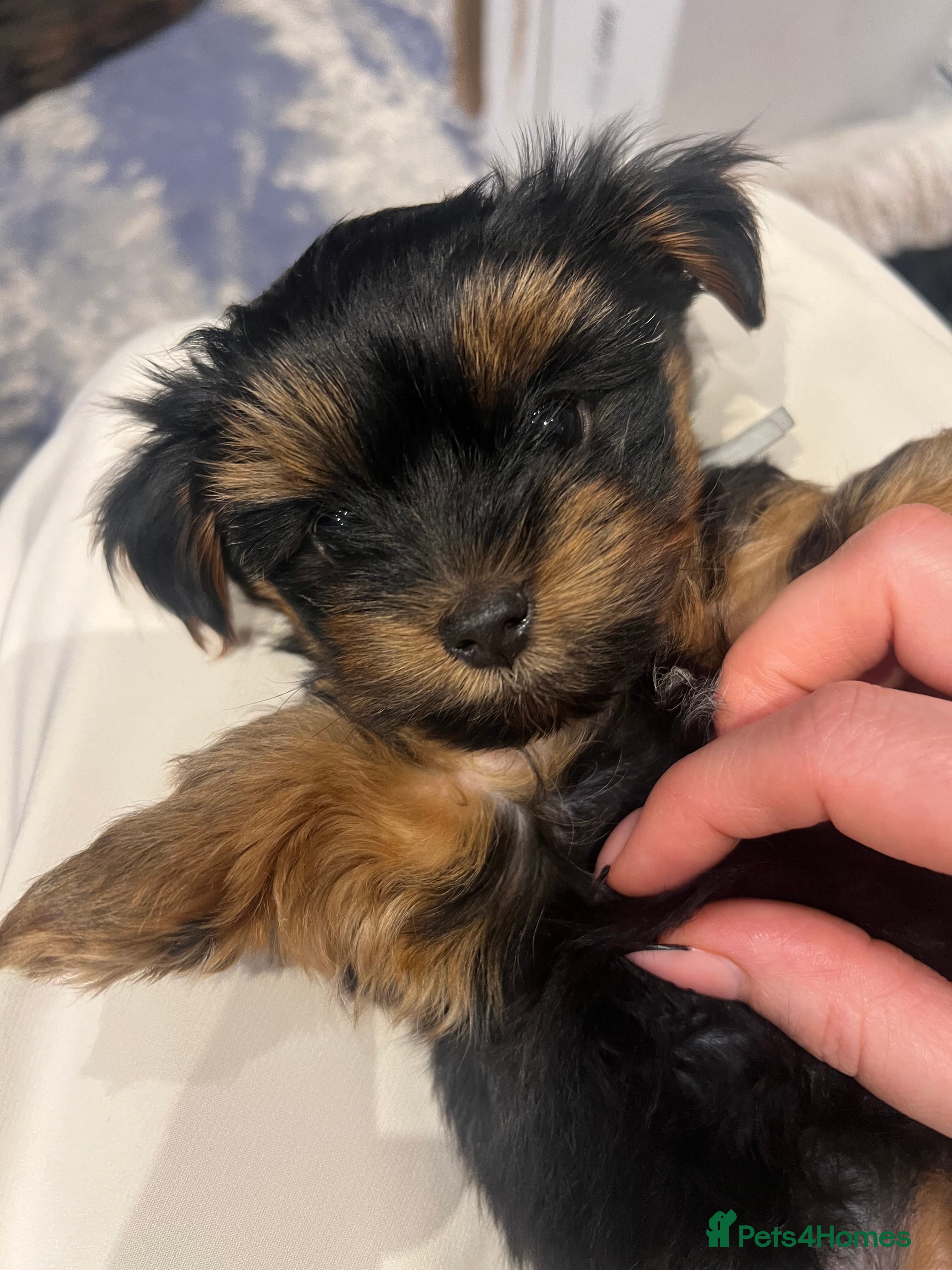 Yorkshire Terrier dogs LAST BOY!!Exceptional Pure Yorkshire Terrier Boys  - Advert 1