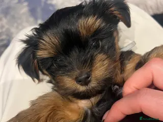 Yorkshire Terrier dogs LAST BOY!!Exceptional Pure Yorkshire Terrier Boys - Advert 1