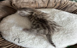 Bengal cats for sale: Bengal kittens - Image 8