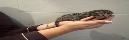 Bengal cats for sale: Beautiful bengal kittens  in Watlington - Advert 18