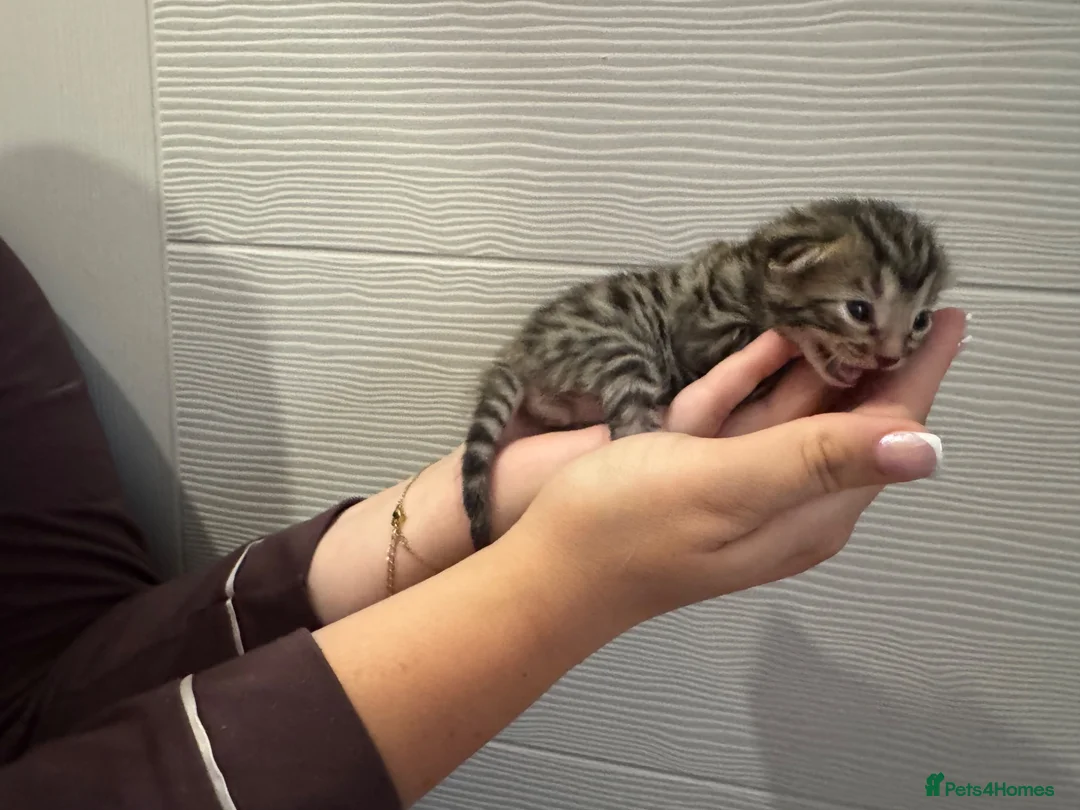 Bengal cats for sale: Beautiful bengal kittens  in Watlington - Advert 18