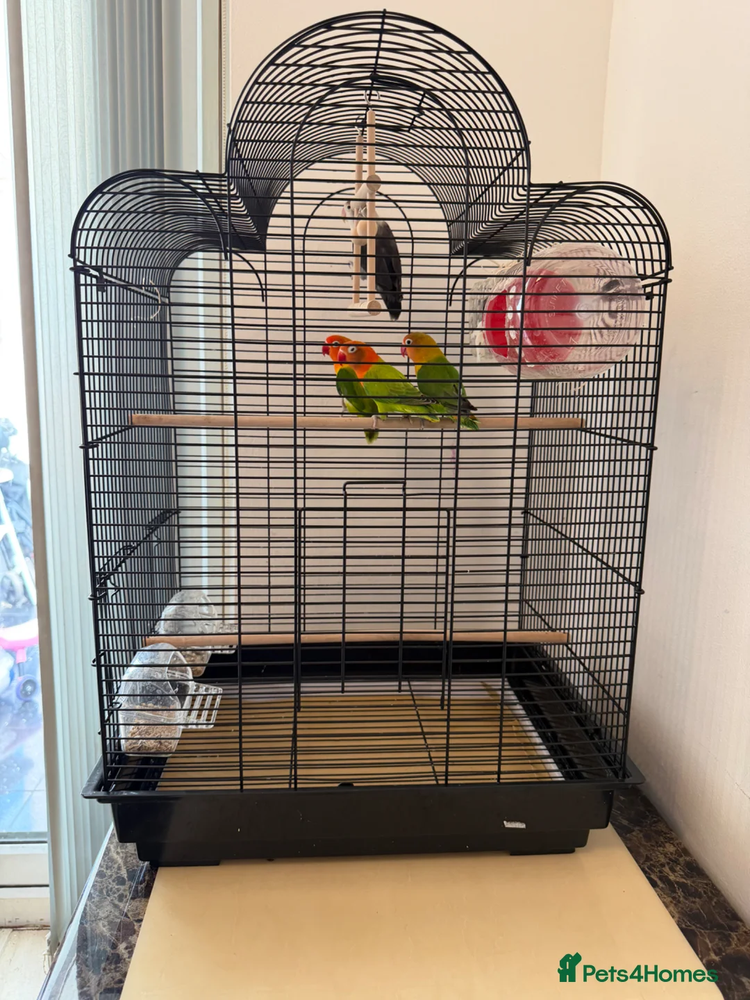 Lovebirds birds for sale: Beautiful Love Birds  - Advert 8