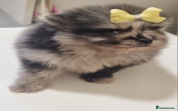 Pomeranian dogs for sale: Beautiful litter xxsmall teddy bear poms  - Image 13