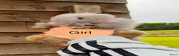 Mini Lion Lop rabbits for sale: 🩷🩵 Mini lion lops ready to leave 12th June 🩵🩷 - Advert 8