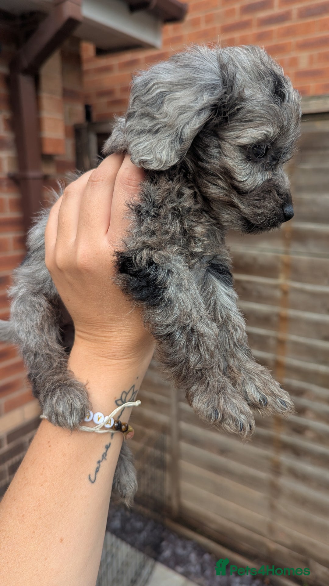 Cockapoo dogs for sale: Cockapoo Puppies (TOY) - Image 30