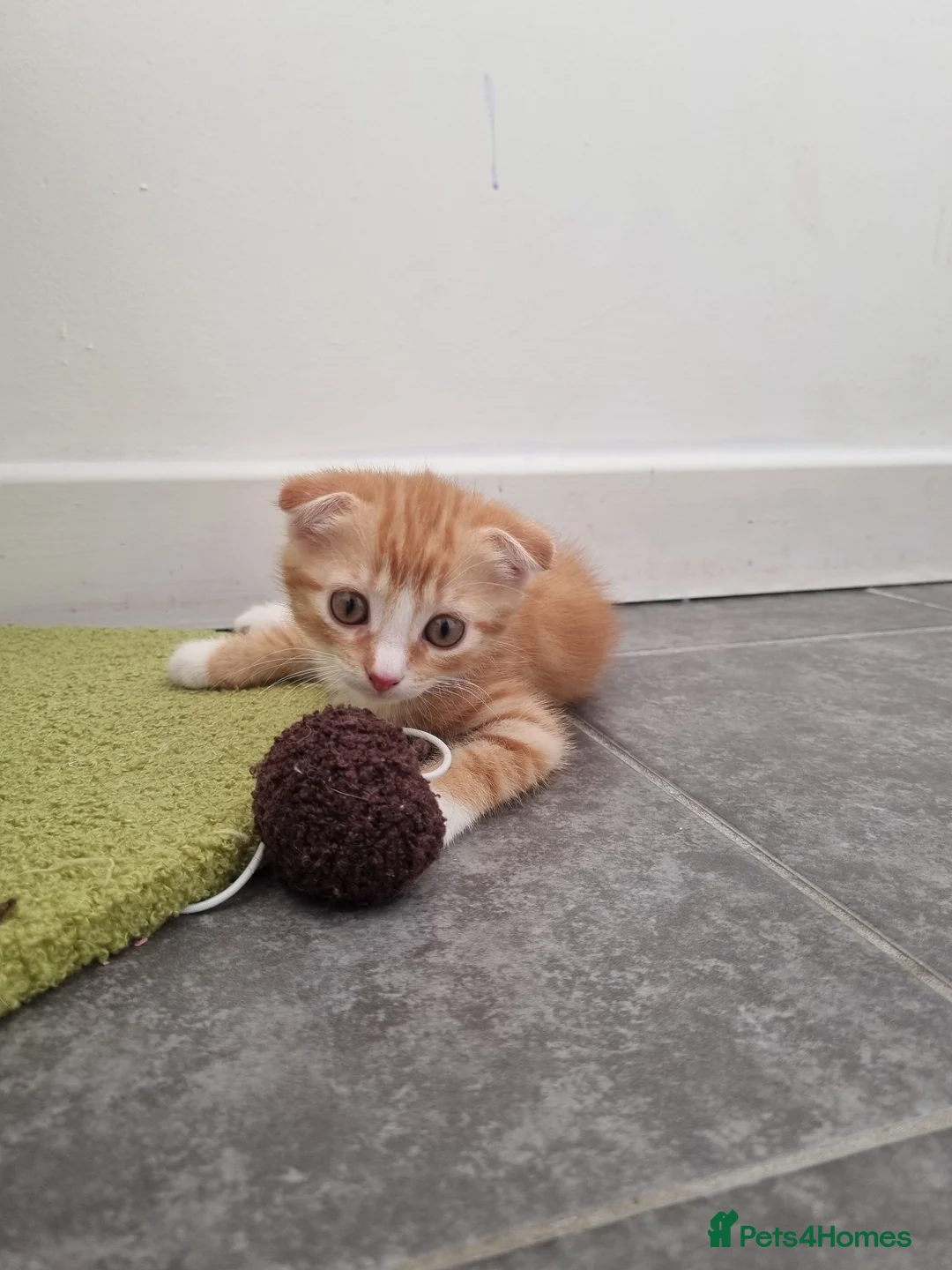 Scottish Fold cats for sale: Female scottish fold for sale  - Advert 2