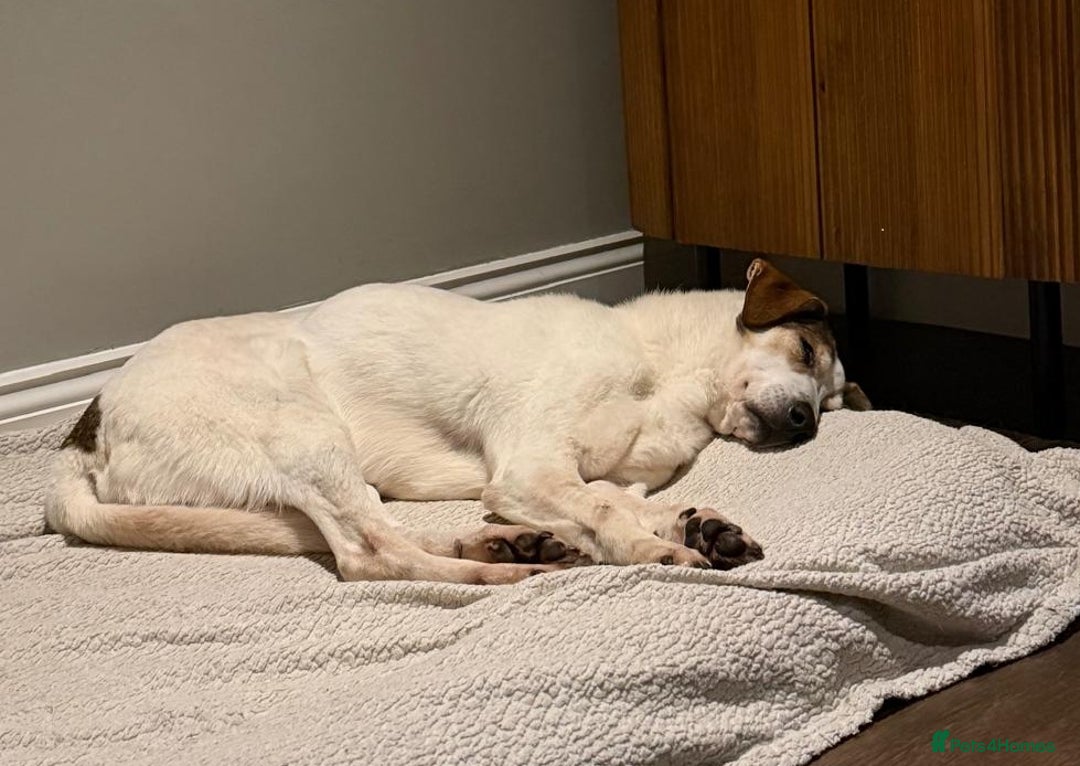 Mixed Breed dogs for adoption: LUNJA  - Advert 3