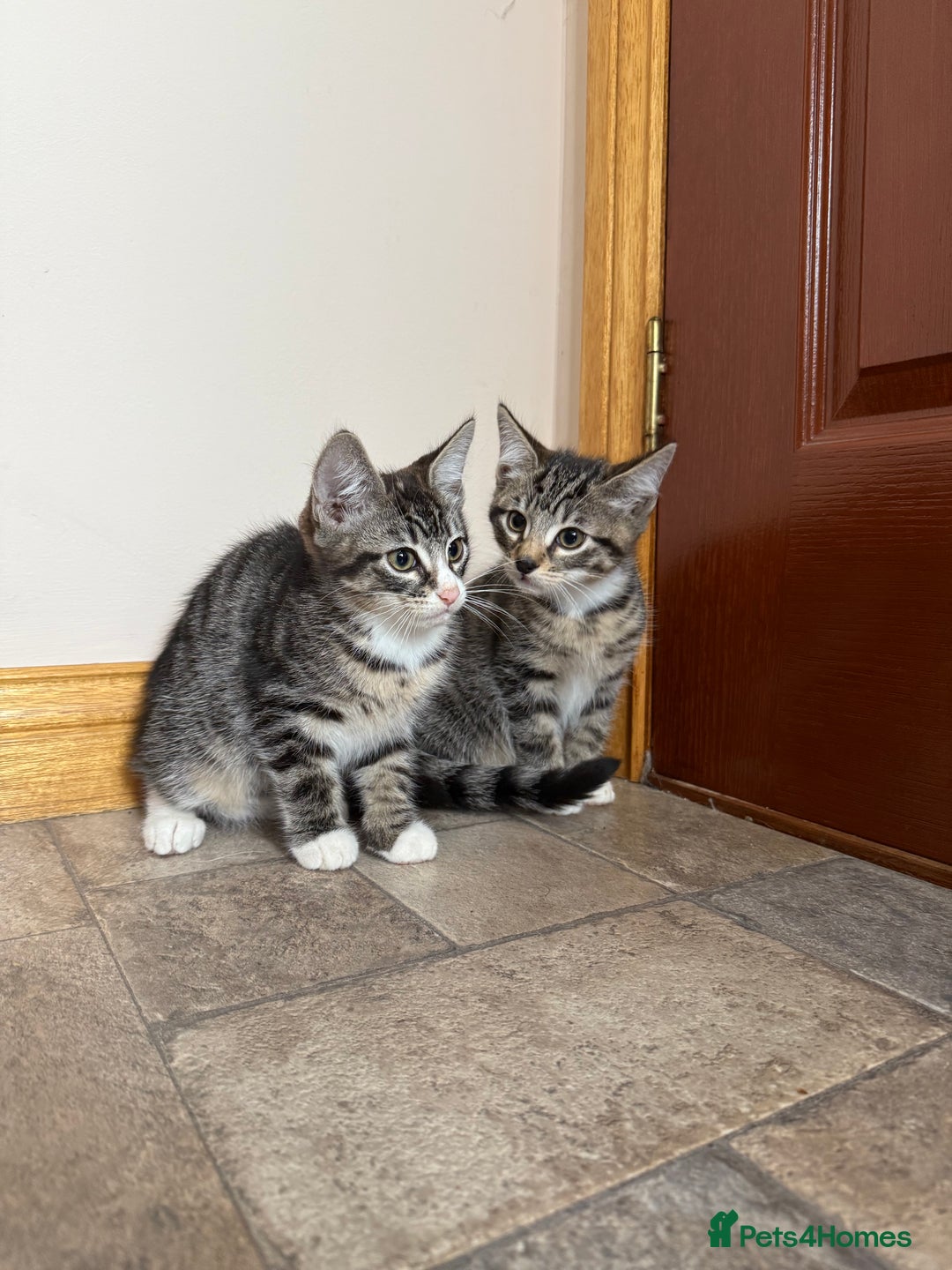 Mixed Breed cats for sale: Kittens for sale  - Image 12
