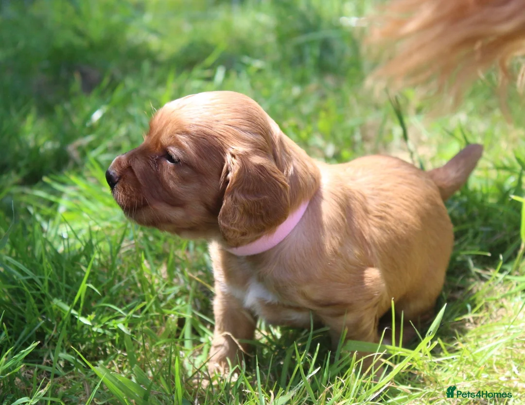 Cocker Spaniel dogs for stud: Fully Health Tested Dark Red W/Cocker Spaniel Stud in Totnes - Advert 9