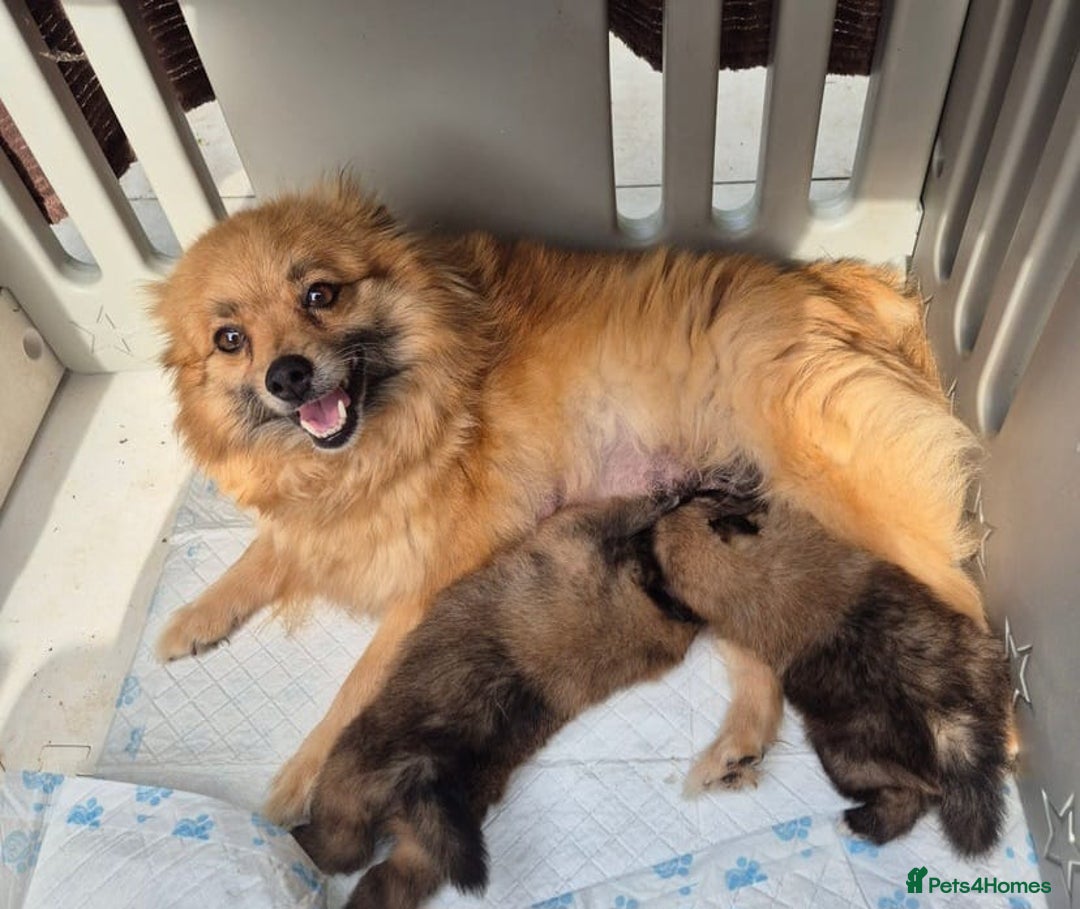 Pomeranian dogs for sale: TINY HEALTH CHECKED POMS - Image 4