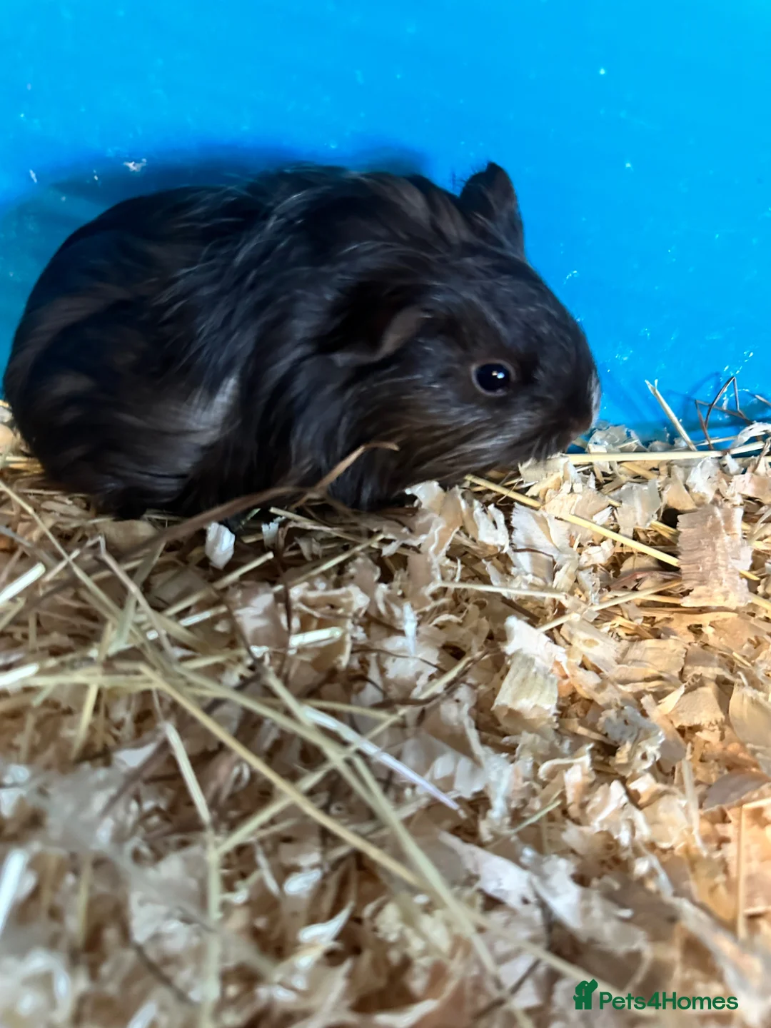 Mixed Breed rabbits for sale: Rabbits for sale - Advert 11