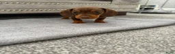 Miniature Dachshund dogs for sale: miniature dachshund - Advert 13