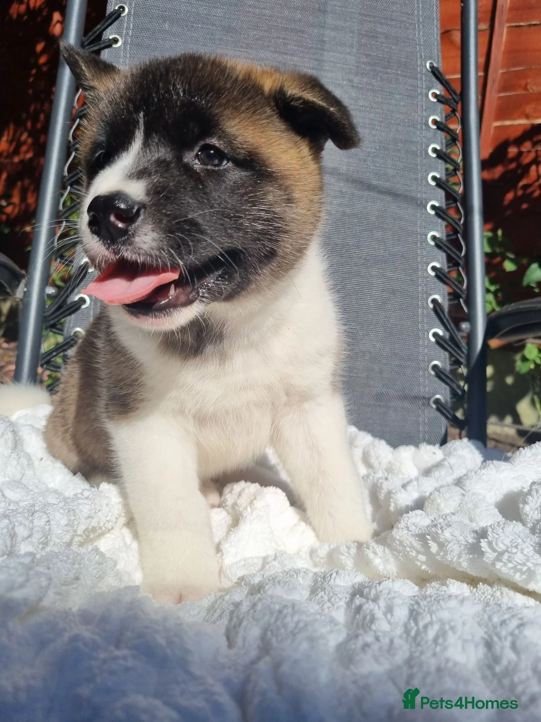 Akita dogs for sale: Pure breed American Akita puppies for sale - Advert 2