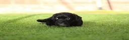 Cocker Spaniel dogs for sale: Beautiful pups in Durham - Advert 9