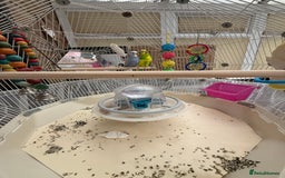 Budgerigars birds for sale: Budgerigars and GEO BIRD CAGE for sale - Image 6