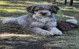 Miniature Poodle dogs for stud: Chocolate Merle Miniature Poodle Fully DNA Tested in Radstock - Image 29