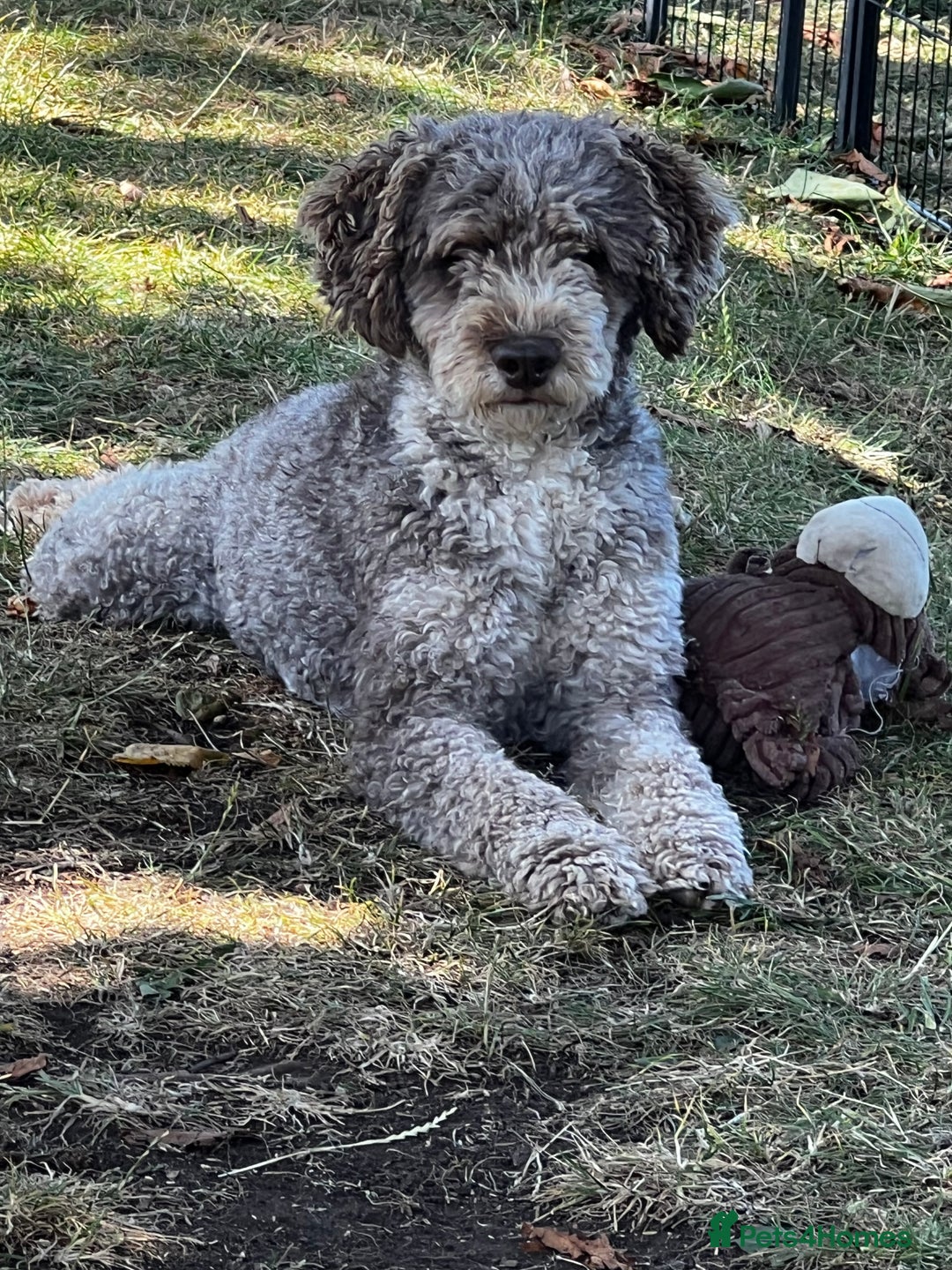 Miniature Poodle dogs for stud: Chocolate Merle Miniature Poodle Fully DNA Tested in Radstock - Image 29