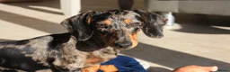 Miniature Dachshund dogs for sale: Gorgeous Dachshund Pups in Aylesbury - Advert 3