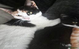 Mixed Breed cats for sale: 3 months old kittens available - Image 4
