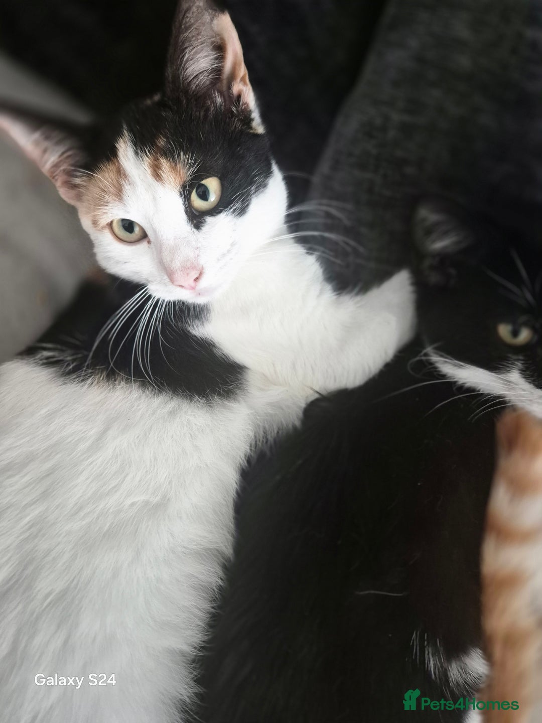 Mixed Breed cats for sale: 3 months old kittens available - Image 4