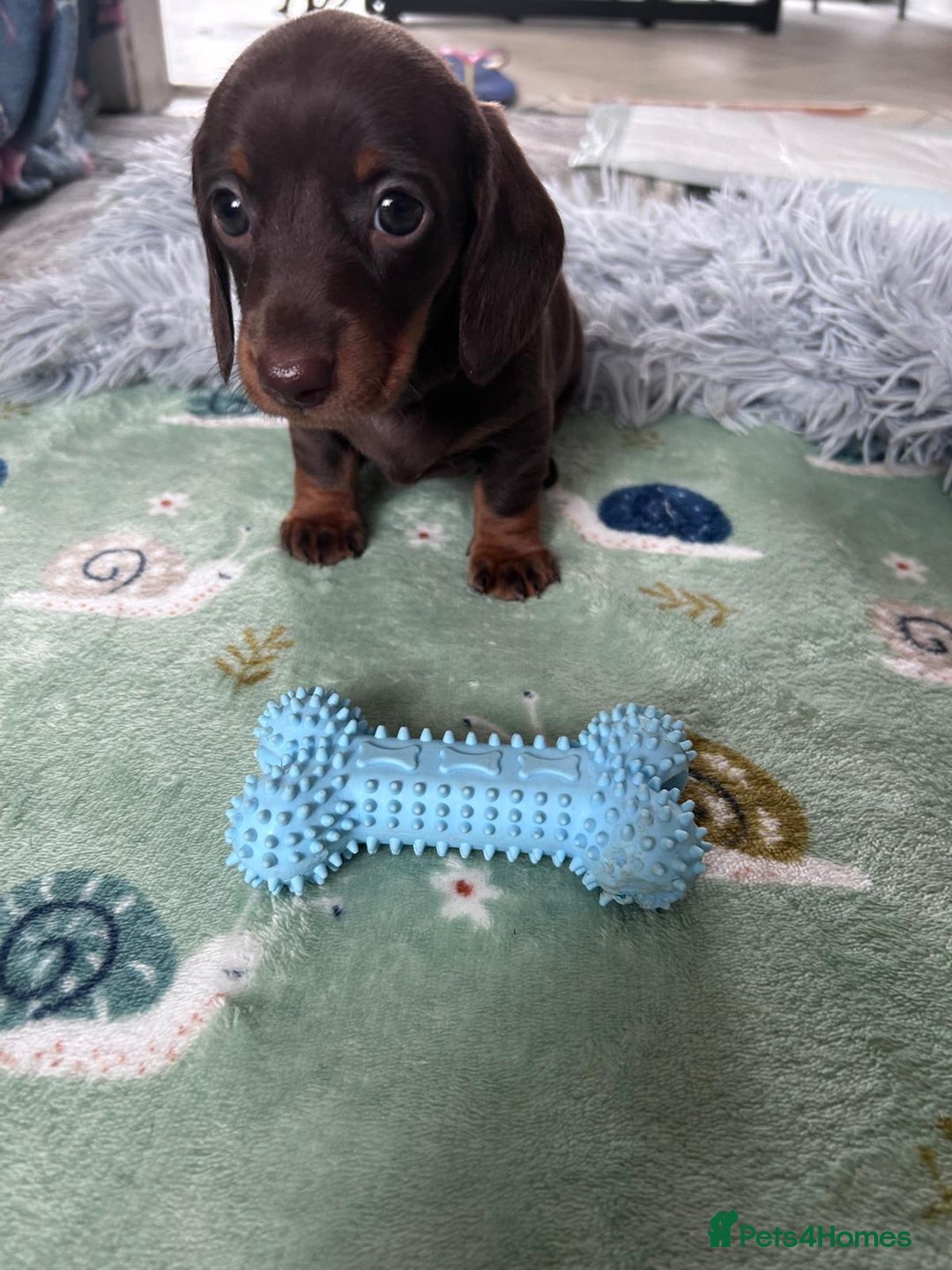 Dachshund dogs for sale: Miniature Daschund - Image 27