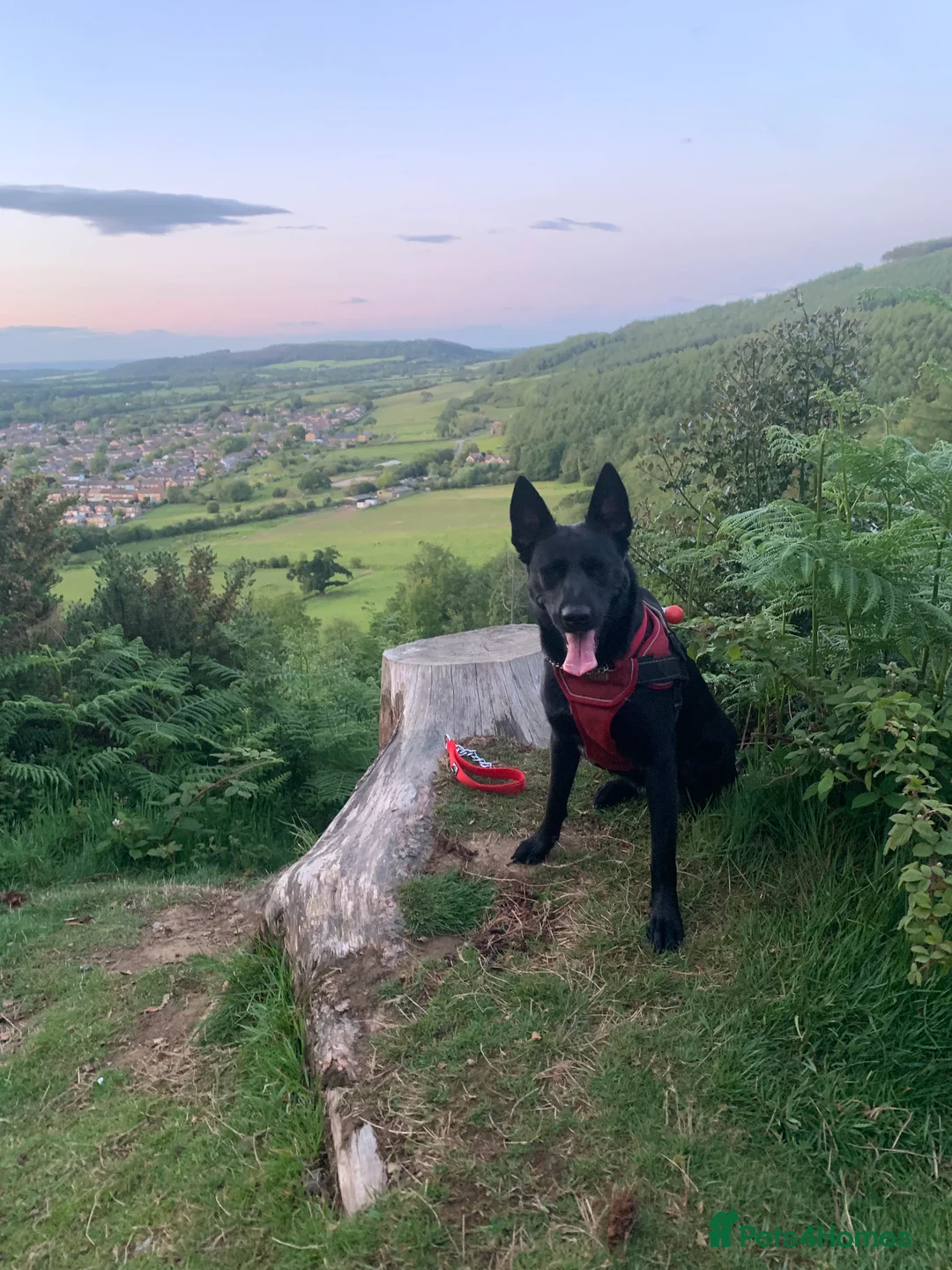 Belgian Shepherd Dog dogs for sale: MALI PUPPIES  - Advert 9